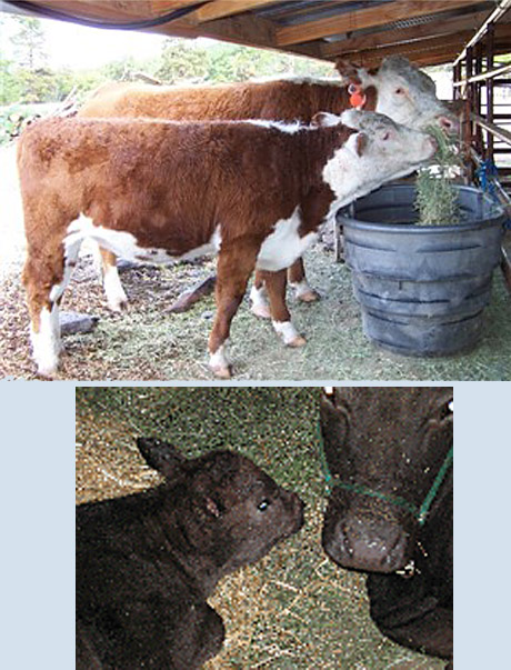 cattle