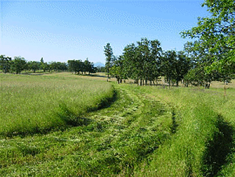hay for sale
