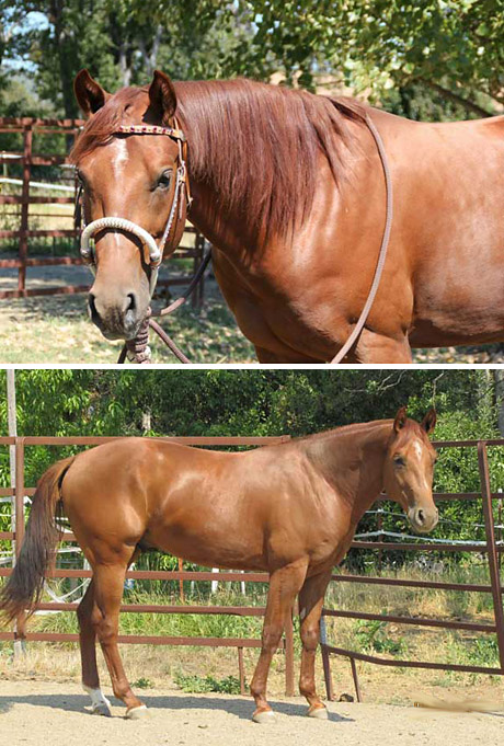 horses